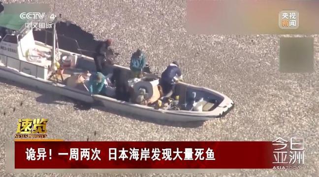 日海岸现死鱼 官员称与核污染水无关_日海岸现死鱼 官员称与核污染水无关_日海岸现死鱼 官员称与核污染水无关