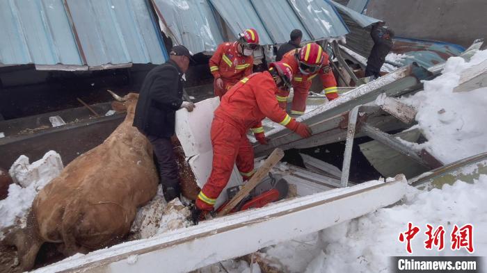经过两个多小时的救援，58头牛全部救出。　赵煜松 摄