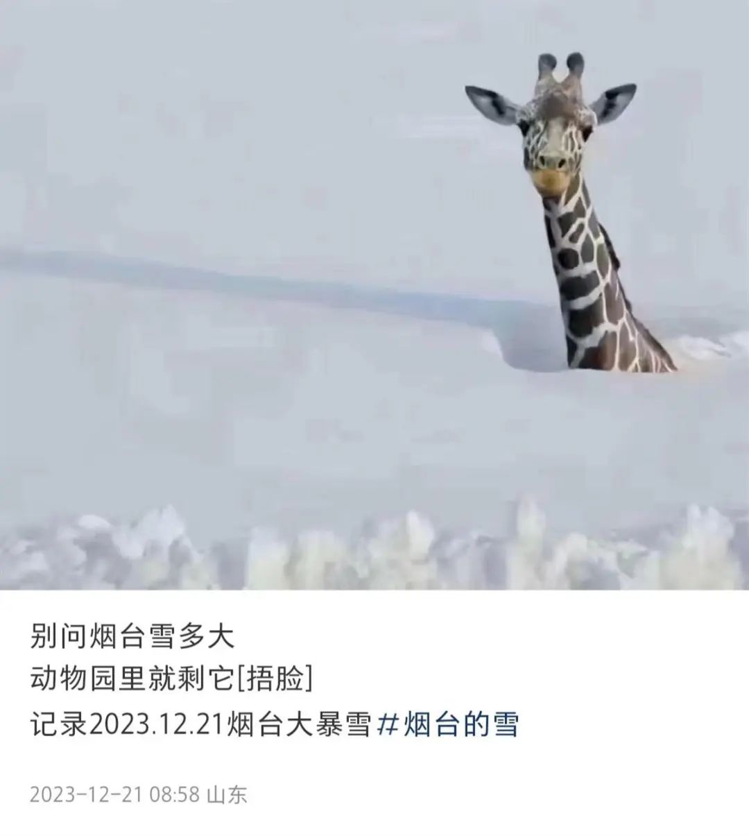 动物长颈鹿图片简笔画_动物总动员长颈鹿图_连降暴雪动物园只剩长颈鹿露头?