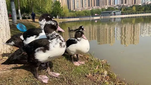 遛鸭子怎么绑绳_公园喊话游客把绑走的鸭子还回来_鸭子绑在树上什么意思