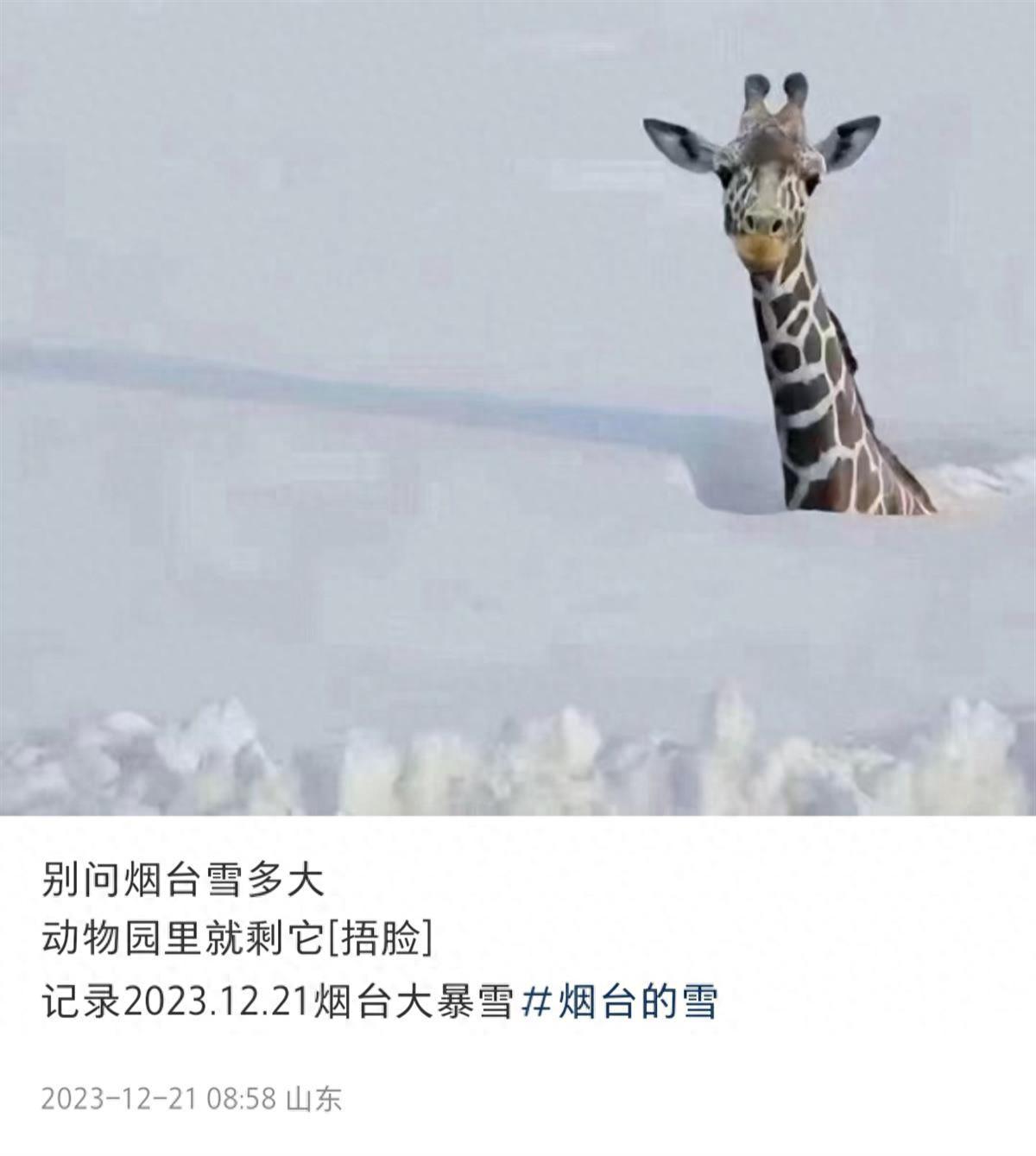 连降暴雪动物园只剩长颈鹿露头?_动物长颈鹿图片简笔画_动植物公园动物骆驼和长颈鹿