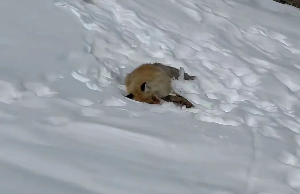 网红狐狸死在雪地里_雪地里狐狸的故事_雪地里的狐狸冻死