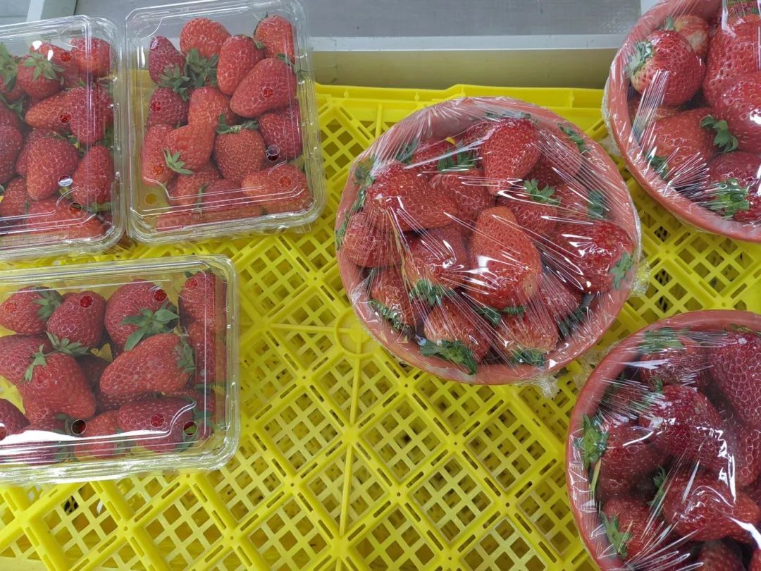 腰斩草莓价格表_草莓价格腰斩了_godiva草莓巧克力价格
