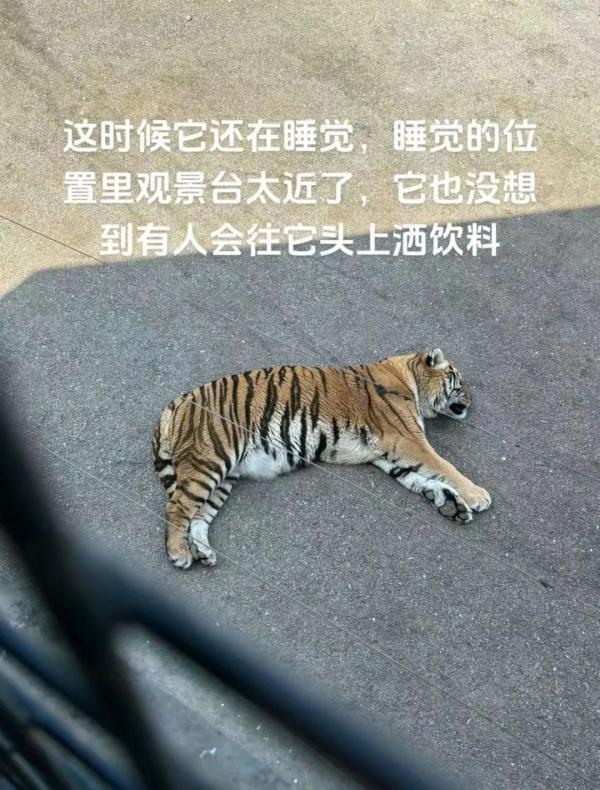 游客不听劝阻多次向熟睡老虎身上撒饮料，大连森林动物园回应