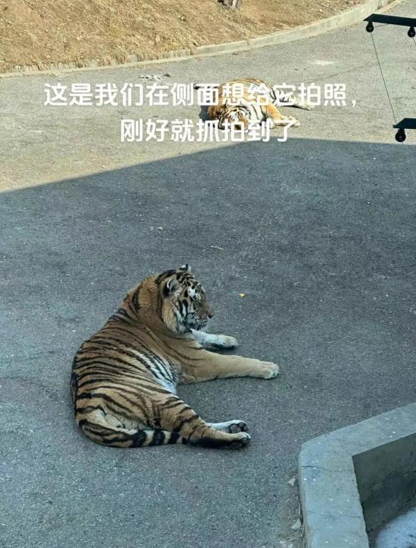 游客不听劝阻多次向熟睡老虎身上撒饮料，大连森林动物园回应