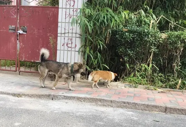 建议对伤人犬只饲养者追刑责_饲养者责任_刑法饲养动物致人重伤或者死亡