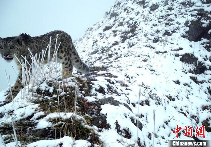 雪豹现身大熊猫国家公园汶川园区