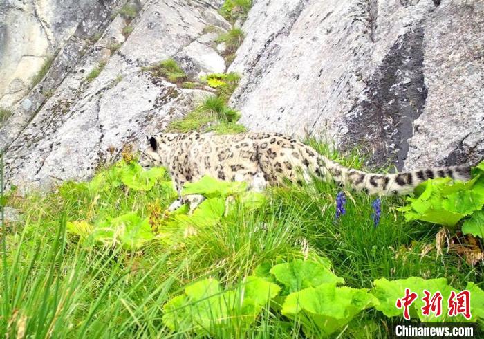 大熊猫国家公园汶川园区发现的雪豹。　大熊猫国家公园汶川管理总站供图