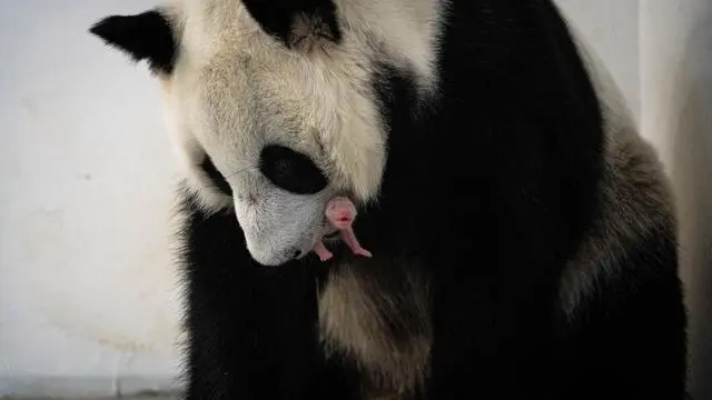 熊猫真真再次产崽_旅俄大熊猫幼崽首次公开亮相_李毅吧俄幼