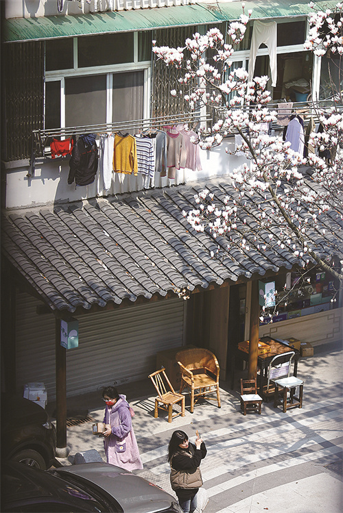 杭州法喜寺500岁玉兰如期绽放_杭州法喜寺500岁玉兰如期绽放_杭州法喜寺500岁玉兰如期绽放