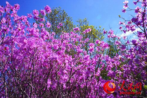 东丰县赏野生杜鹃花