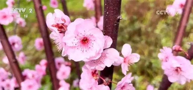 踏青赏花下一句_踏青赏花春意浓_踏青赏花品春味