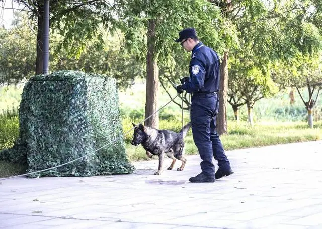 小短腿柯基是警犬优等生_短腿狗柯基多少钱一只_短腿柯基是什么品种