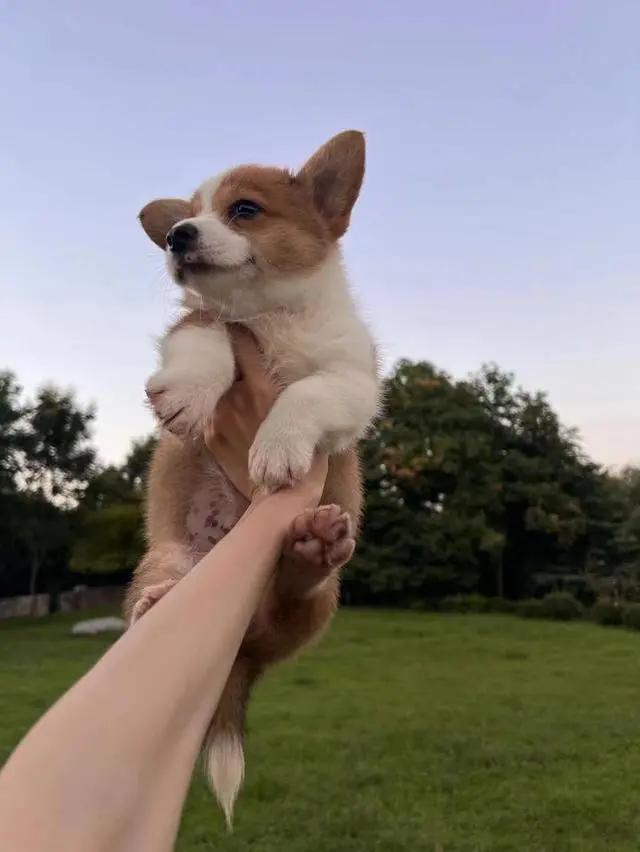 小短腿柯基是警犬优等生_短腿狗柯基多少钱一只_短腿柯基是什么品种