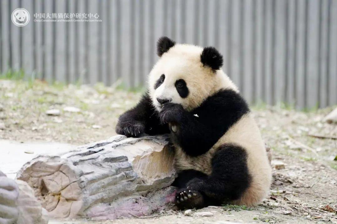 大熊猫群体死亡_大熊猫青糍因病去世_官方回应大熊猫死亡