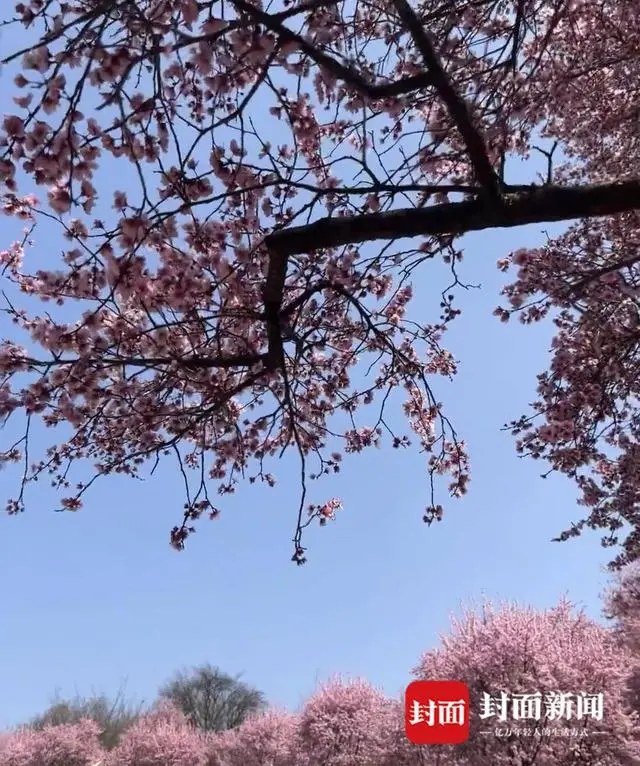 成都紫藤花_成都紫藤花长廊_成都紫藤花墙如瀑布倾泻