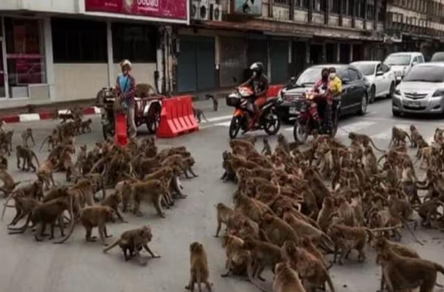 泰国数千只猴子打群架 泰政府：绝育_泰国拟抓500只猴子集体绝育_猴子在泰国