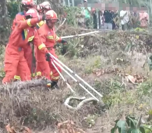 海南被蛇咬伤中毒身亡_海南一男子被毒蛇咬死_海南一村民被2米多长毒蛇咬死