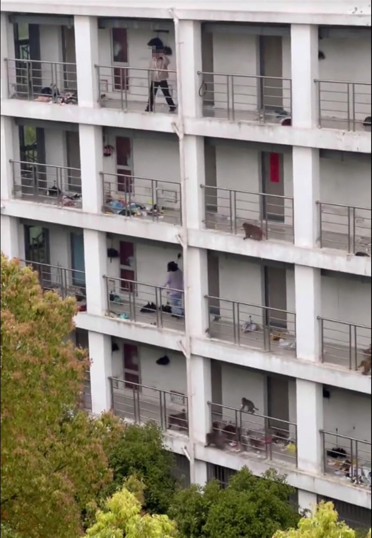 热血高校ol芦野久仁子_野猴成群闯入高校女生宿舍_高校宿舍似洋房