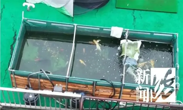 上海通报楼顶巨型鱼缸投诉人被打_上海通报楼顶巨型鱼缸投诉人被打_上海通报楼顶巨型鱼缸投诉人被打
