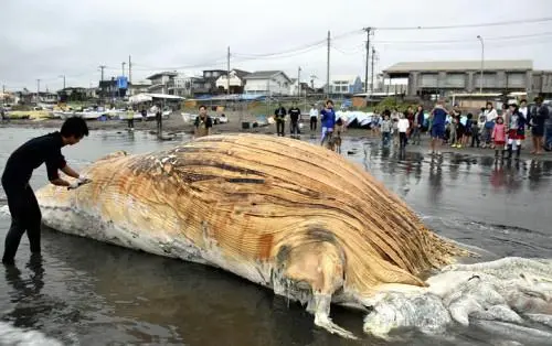 鲸海岸贴吧_鲸海岸是什么_日本海岸现超10米长鲸鱼尸体