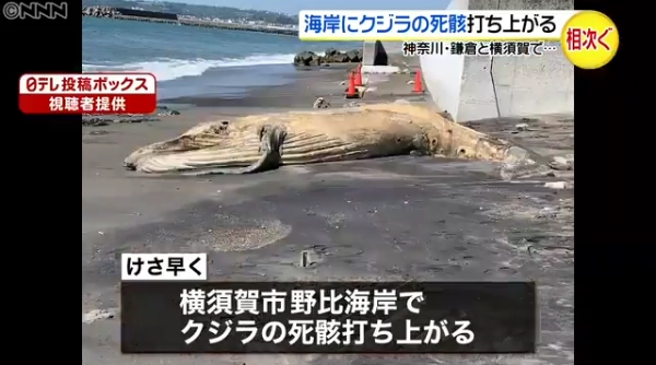 鲸海岸是什么_日本海岸现超10米长鲸鱼尸体_鲸海岸贴吧
