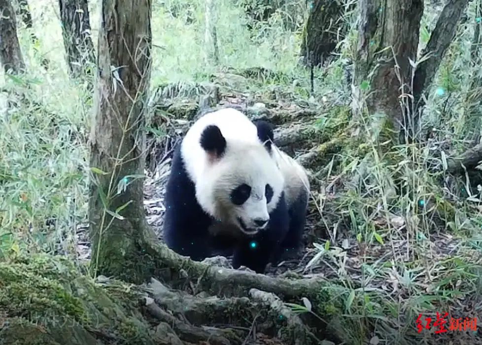 熊猫野生影像相机求拍大全_熊猫照相机最早款_相机拍到两只野生大熊猫求偶影像