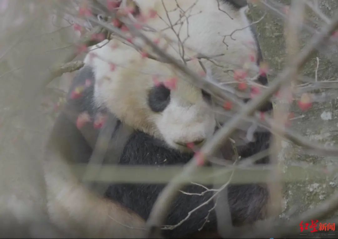 熊猫野生影像相机求拍大全_相机拍到两只野生大熊猫求偶影像_熊猫照相机最早款