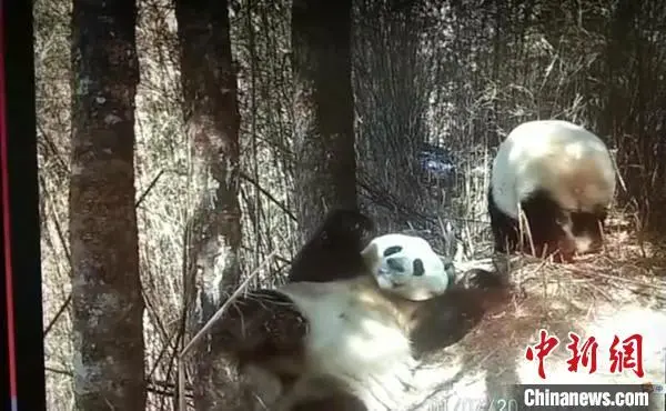 相机拍到两只野生大熊猫求偶影像_拍熊猫的相机参数_熊猫照相机最早款