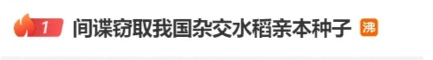 水稻如何杂交图解_杂交水稻技术泄密事件_间谍窃取我国杂交水稻亲本种子