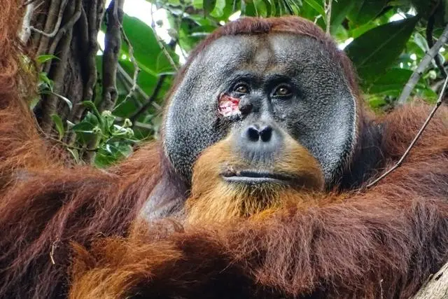 红毛猩猩首次被发现用药草处理伤口_红毛猩猩首次被发现用药草处理伤口_红毛猩猩首次被发现用药草处理伤口