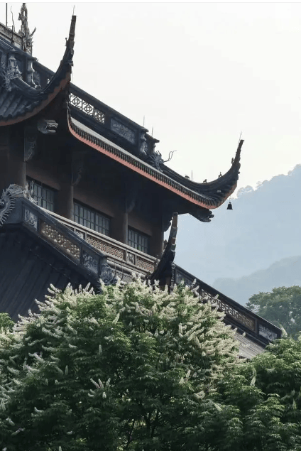 昆明古树养护木玉兰筇竹寺_灵隐寺的七叶古树开花了_迷帝古树大乌叶