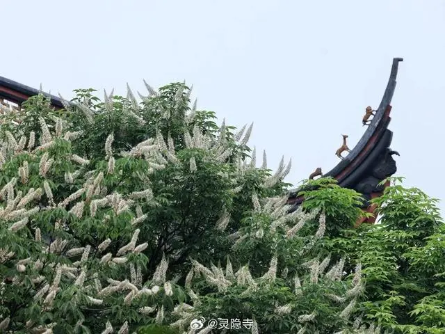 灵隐寺的七叶古树开花了_迷帝古树大乌叶_花开山寺在哪里