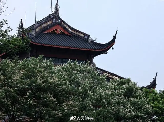 花开山寺在哪里_迷帝古树大乌叶_灵隐寺的七叶古树开花了