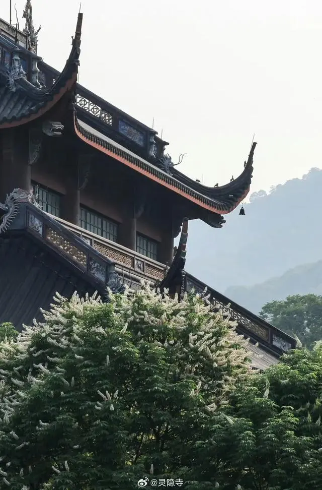 迷帝古树大乌叶_花开山寺在哪里_灵隐寺的七叶古树开花了