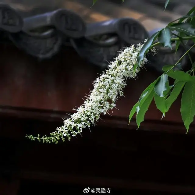 花开山寺在哪里_迷帝古树大乌叶_灵隐寺的七叶古树开花了