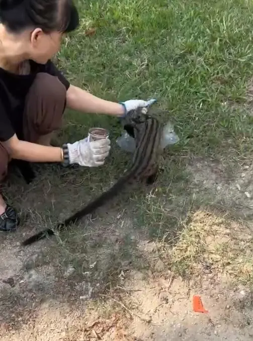 椰子的尾巴_三亚出现椰子狸 尾巴比身长_猴子尾巴长兔子尾巴短儿歌