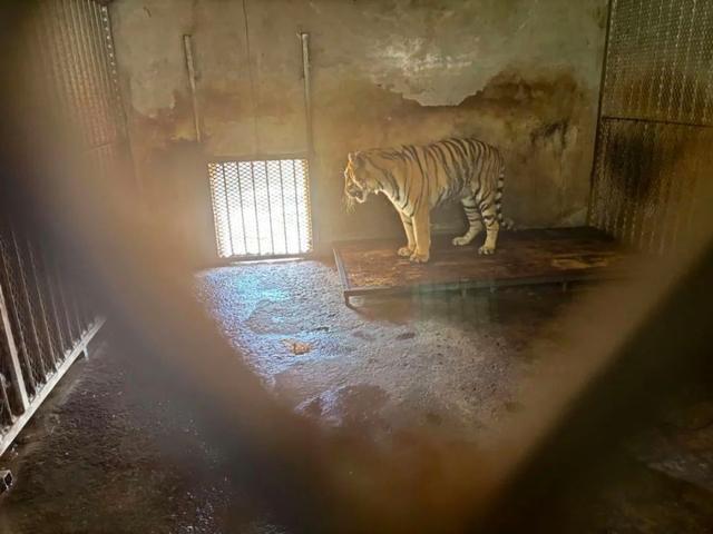 安徽阜阳野生动物园20只东北虎死亡 人祸酿下悲剧