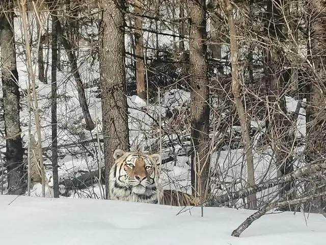 东北虎视频发布者称山上常有野猪熊_东北虎大战野猪王视频怎么拍的_东北虎熊