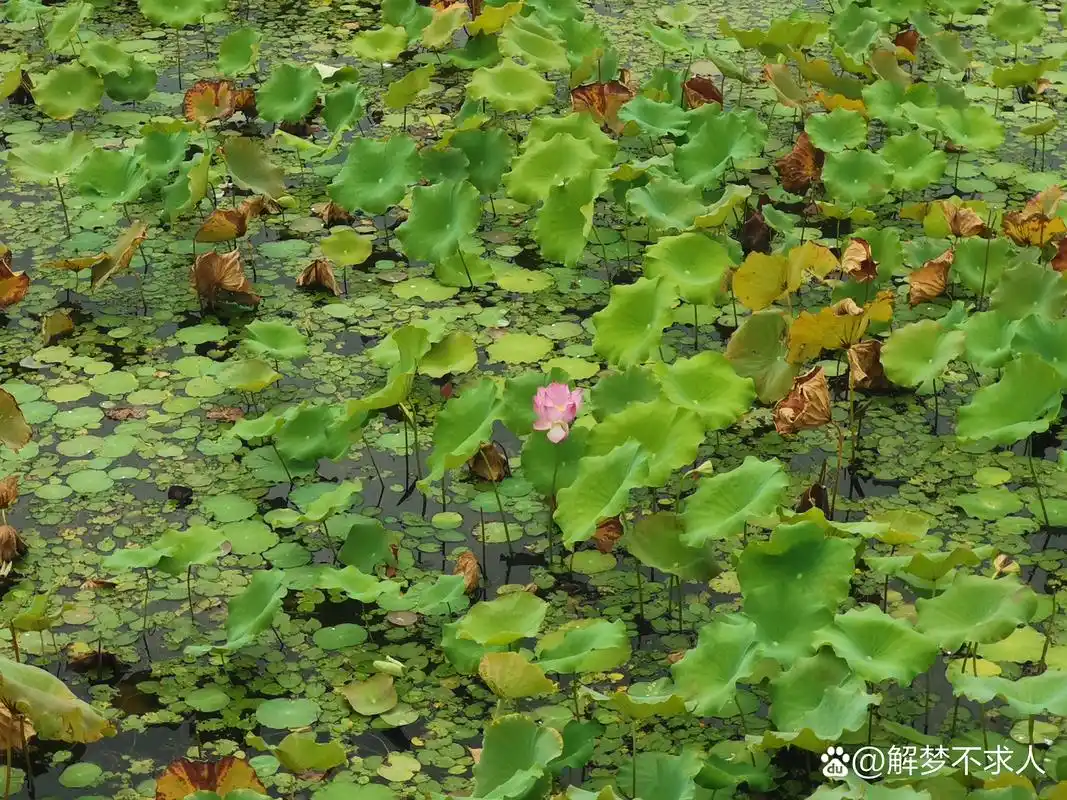 做梦梦到密码_解梦密码法_解梦密码