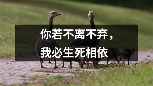 你若不离不弃，我必生死相依