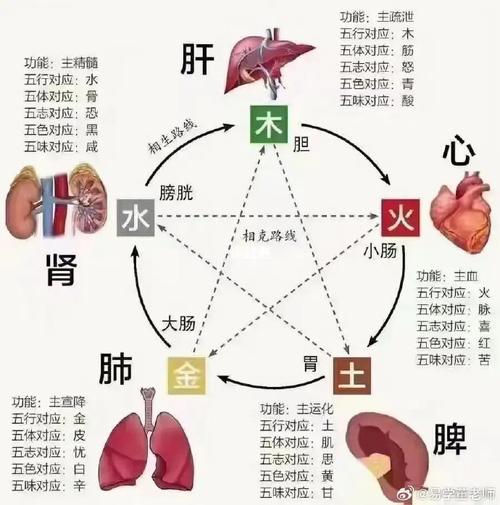 八字命理木旺啥意思呀女命_命中木旺的女人_八字木旺的女命