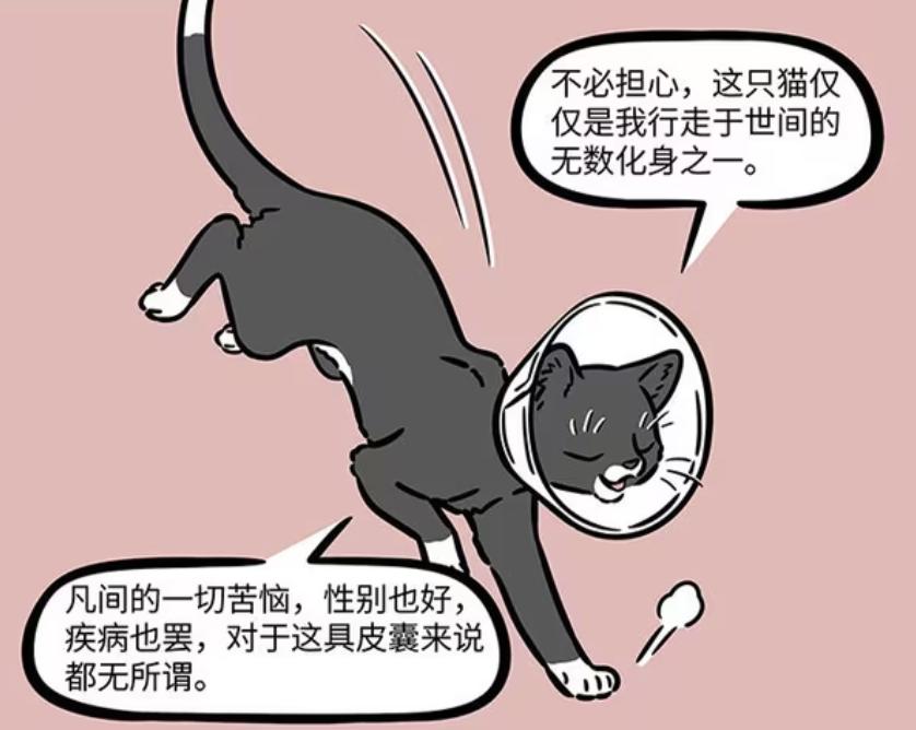 非人哉：九月带徐哼唧打疫苗，观音的化身变为黑猫，还被绝育_非人哉：九月带徐哼唧打疫苗，观音的化身变为黑猫，还被绝育_