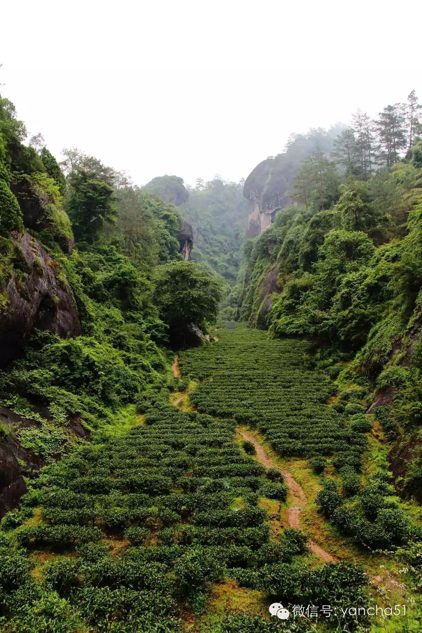 燕子窠水仙口感_燕子窠是啥_燕子窠水仙