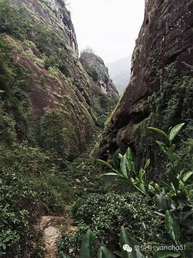 燕子窠水仙口感_燕子窠是啥_燕子窠水仙