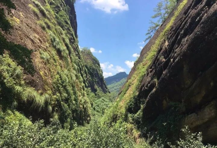 燕子窠水仙口感_燕子窠水仙_燕子窠是啥